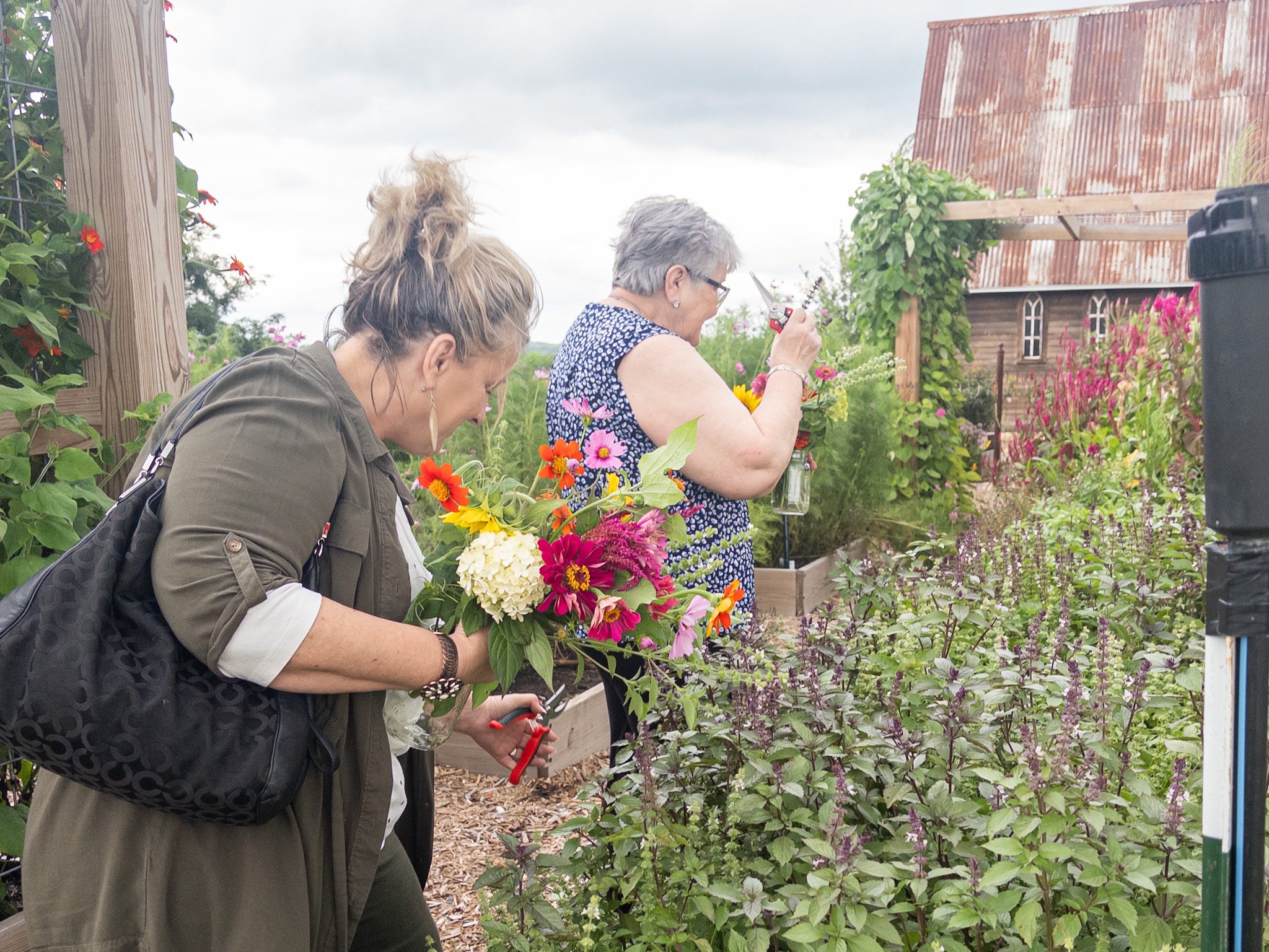 Photo by Megan Jantos
Gina Hunt and Betty Opry cut flowers for their bouquets July 31 during the inaugural Wildflower Festival at Weston Red Barn Farm.